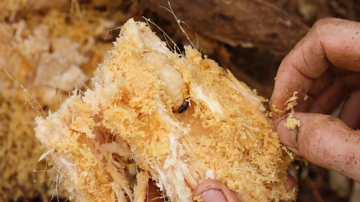 Video: Nông dân cần mẫn bắt nhộng trong thân cây, kiếm tiền triệu mỗi ngày