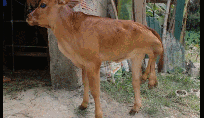 Video: Cận cảnh con bê kì dị có 6 chân ở Hà Tĩnh