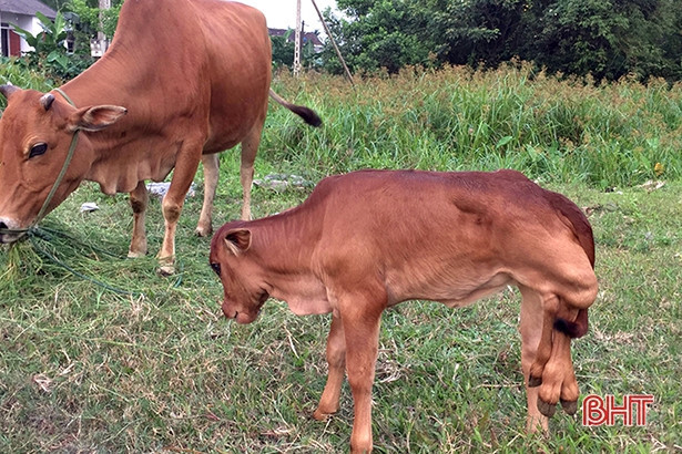 Người dân đổ xô đến xem 