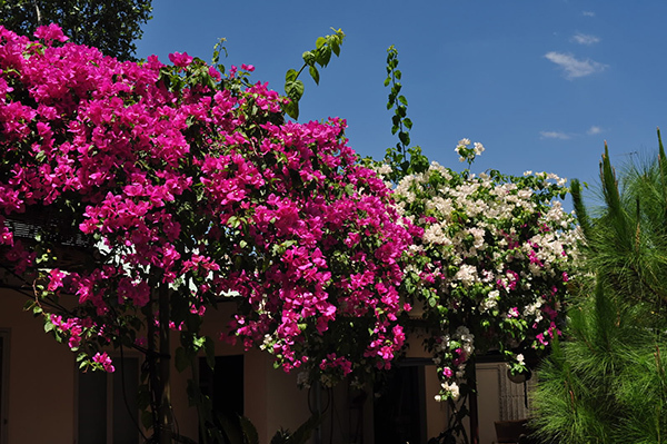 Những loại cây trồng trong nhà giúp gia chủ hút tài lộc, gọi may mắn