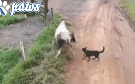 Video: 2 chú chó dũng cảm chiến đấu với bò điên bảo vệ chủ