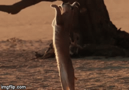 Video: Linh miêu tai đen nhảy cao hơn 3 mét vồ chim thợ dệt và cái kết bất ngờ