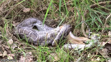 Video: Rùng rợn cảnh trăn Miến Điện nuốt chửng nai không thương tiếc