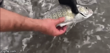 Video: Ngỡ ngàng khoảnh khắc cá rô biển bất ngờ sinh con ngay trên tay người