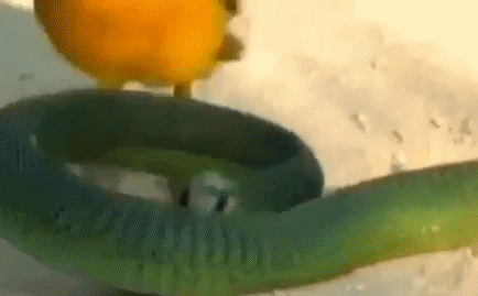 Cuộc chiến sinh tồn: Chim điên cuồng mổ thẳng vào mặt rắn kịch độc và cái kết thảm thương