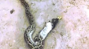 Video: Hãi hùng cảnh tượng trăn nôn ra gà trống 