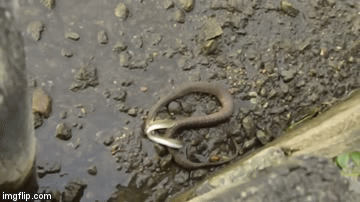 Cuộc chiến sinh tồn: Bị rắn cắn chặt, lươn vẫn trốn thoát ngoạn mục bằng