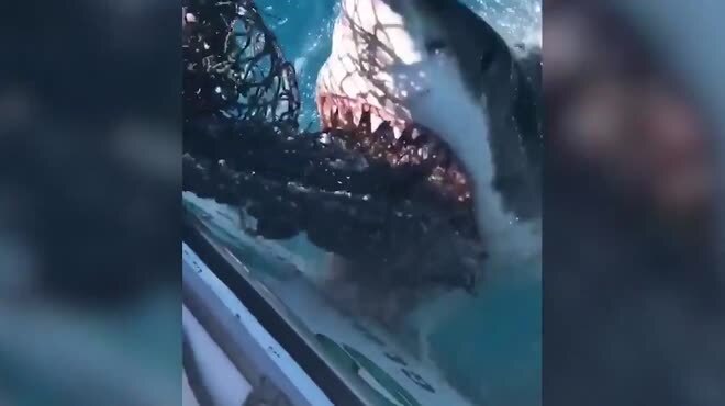 Hãi hùng cảnh cá mập trắng khổng lồ lao đến thuyền, cắn nát lưới để cướp mồi
