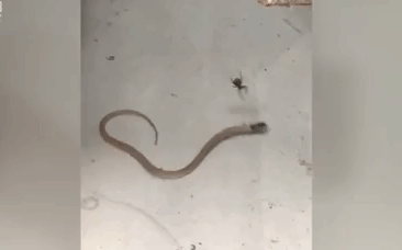 Cuộc chiến sinh tồn: Nhện lưng đỏ hạ sát rắn độc khét tiếng lớn hơn mình gấp 10 lần