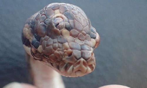 Hi hữu: Phát hiện trăn thảm 3 mắt ở Australia