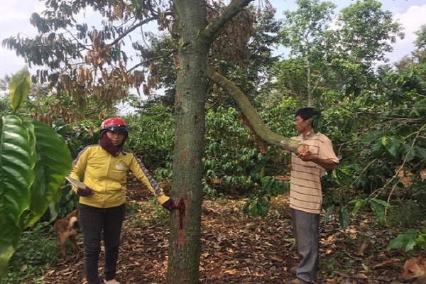 Đắk Lắk: Vườn sầu riêng hàng trăm triệu bị phá nghi vì không đóng tiền làm đường