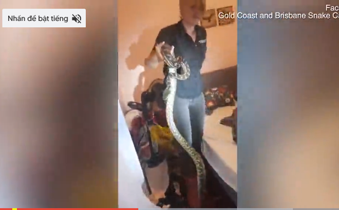 Video: Hoảng hốt khi bắt trăn dài 1,7m trong phòng ngủ 