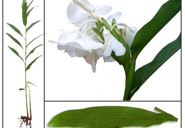 Củ Ngải Tiên chữa viêm đại tràng và phòng ngừa ung thư