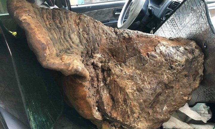 Cận cảnh cây nấm chân voi nặng 70kg được trả 60 triệu đồng vẫn chưa bán ở Quảng Bình 