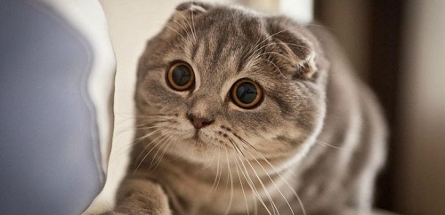 Video: Những hành động làm tan chảy trái tim của những chú mèo đáng yêu