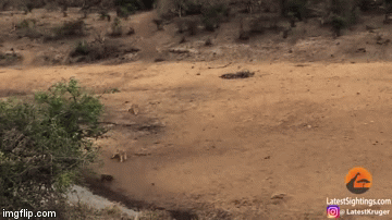 Video: Bị 7 con sư tử truy sát, lợn bướu chạy hết tốc lực để bảo toàn mạng sống