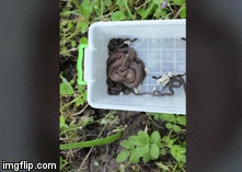 Video: Người đàn ông hoảng sợ phát hiện 26 con rắn đang trú ẩn trên gác nhà