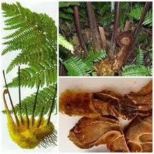 Tự sắc Cẩu Tích tại nhà để chữa tiểu đêm được không?