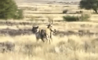 Video: Nai què chân vẫn