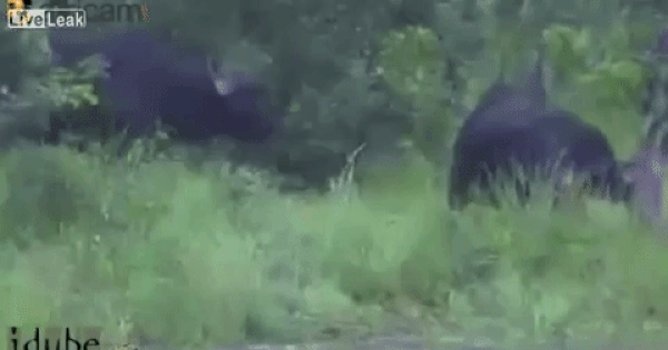 Cuộc chiến sinh tồn: Trâu đực nổi điên hất văng cá sấu lên trời để cứu 