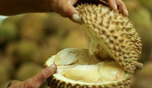 Huy động cứu hỏa, sơ tán hơn 500 người vì mùi sầu riêng