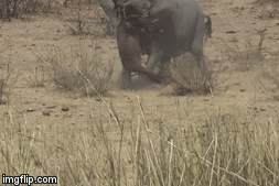 Video: Kinh hoàng cảnh voi nặng vài tấn nhấc bổng, quăng quật trâu rừng đến chết