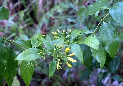 Sức khỏe của các bệnh nhân trong vụ chủ nhà hái nhầm lá ngón nấu canh đãi khách