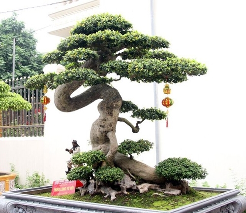 Cận cảnh những chậu cây triệu đô của đại gia Phú Thọ