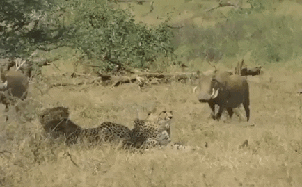 Video: Kết cục đáng tiếc của lợn bướu cả gan trêu chọc báo săn