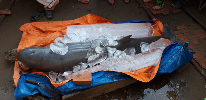 Ngư dân đòi 40 triệu mới giao xác cá heo nặng 150kg 