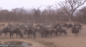 Video: Bị ngựa vằn tung cú đá trời giáng vào đầu, linh dương bất tỉnh tại chỗ