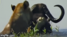 Cuộc chiến sinh tồn: Mải săn trâu rừng, sư tử sa chân xuống lãnh thổ cá sấu