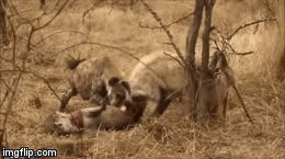 Video: Đụng độ linh cẩu, báo hoa mai ngậm ngùi nhường xác linh dương mang thai cho đối thủ