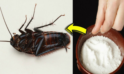 Mẹo đơn giản đuổi gián ra khỏi nhà mà không cần thuốc