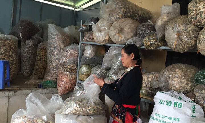 Xôn xao bí phương đánh tan cơn đau nhức xương khớp của lương y Triệu Thị Hòa