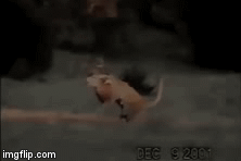 Video: Khốn đốn vùng vẫy vì bị báo sư tử cắn chặt cổ họng, liệu hươu la có trốn thoát?