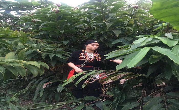 Người liệt chân ngồi một chỗ có thể đi lại bình thường nhờ dược thảo đẩy lùi bệnh tiểu đường