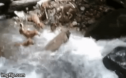 Video: Lợn rừng bị cả đàn chó tấn công tứ bề, kết cục của nó sẽ ra sao?