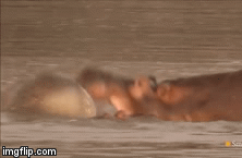 Video: Màn đối đầu kịch tính đến phút chót của hai con hà mã