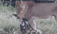 Video: Bị sư tử ngoạm cổ lôi đi, chó hoang cao tay giả chết và cái kết ngỡ ngàng