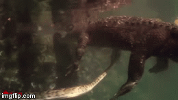 Video: Trêu ngươi