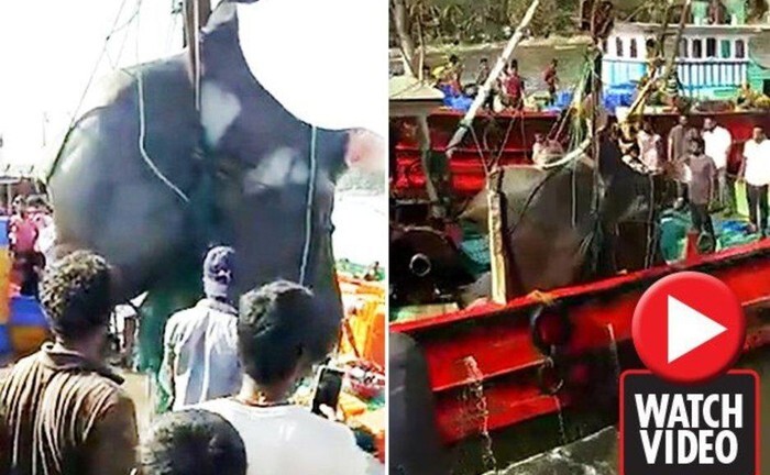 Video: Cận cảnh ngư dân bắt được cá đuối khổng lồ nặng 1,3 tấn