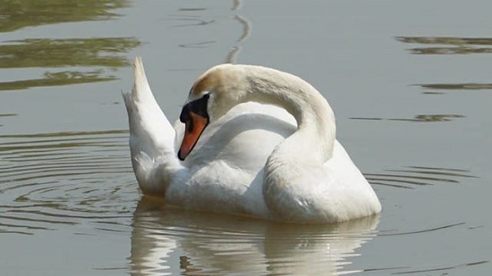 Thiên nga ở Hải Phòng ngất xỉu vì nắng nóng đã bình phục sau khi được cấp cứu tại Hà Nội