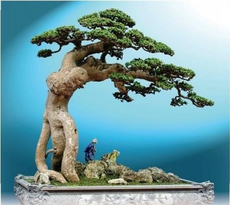 Việt Nam nên tự hào về nền cây cảnh nghệ thuật lâu đời của ông cha