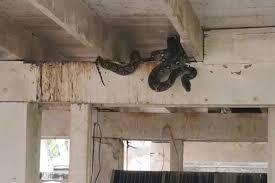 Video: Hoảng hốt khi phát hiện con trăn cuộn mình ẩn náu dưới nền nhà 