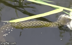 Video: Ếch hồi sinh kỳ diệu sau khi bị nôn ra khỏi miệng rắn