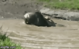 Video: Linh dương đấu vật sòng phẳng với sư tử dưới nước, kết quả chung cuộc gây bất ngờ