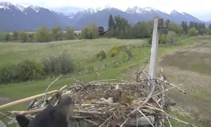 Video: Chim ưng bố mẹ đánh đuổi gấu đen bảo vệ trứng trong tổ