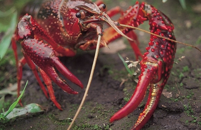 Tôm hùm đất từ Trung Quốc: Đừng quên bài học ốc bươu vàng