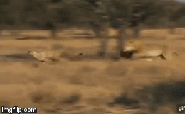 Cuộc chiến sinh tồn: Phi thân thần tốc, sư tử 